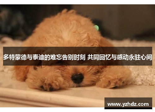 多特蒙德与泰迪的难忘告别时刻 共同回忆与感动永驻心间